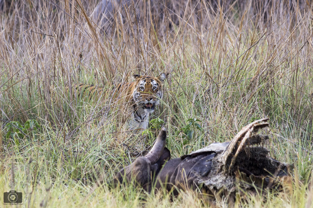 Tadoba_Feature_Photograph