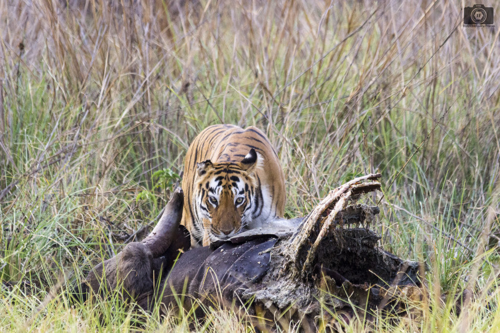 Tadoba_Featured_Image