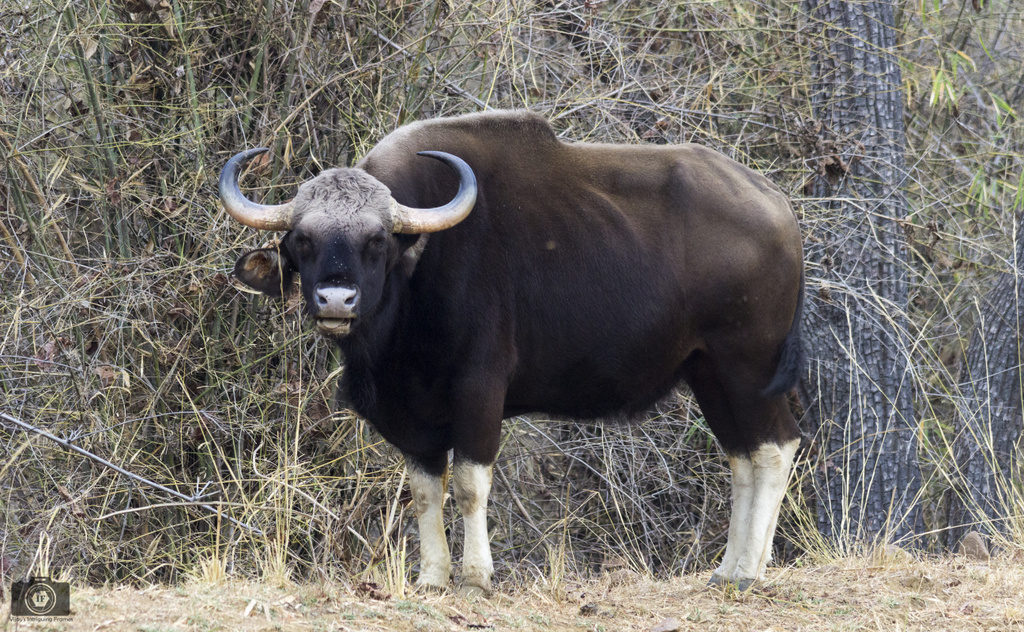 Indian Gaur