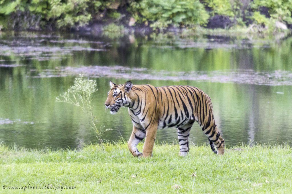 Tigeress Kabini head shot