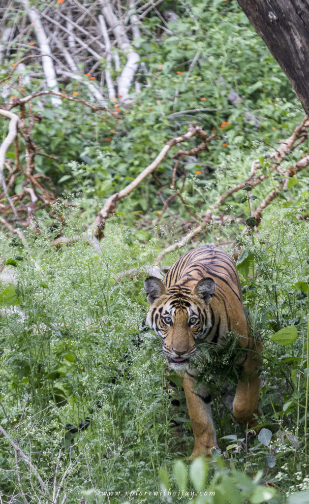 Tigeress Kabini head shot