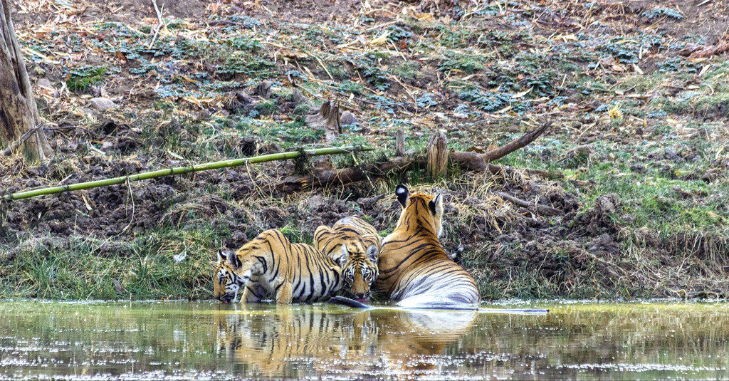 Watchful tigress with her cubs