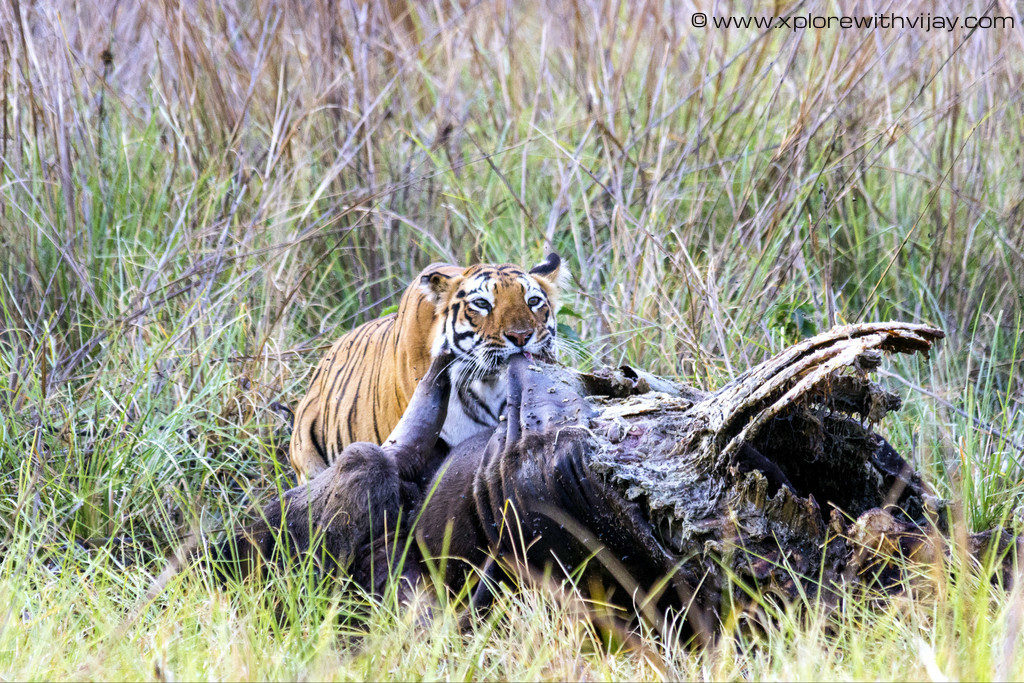 Predator feasting on prey