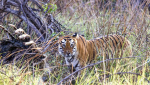 Tiger with its prey