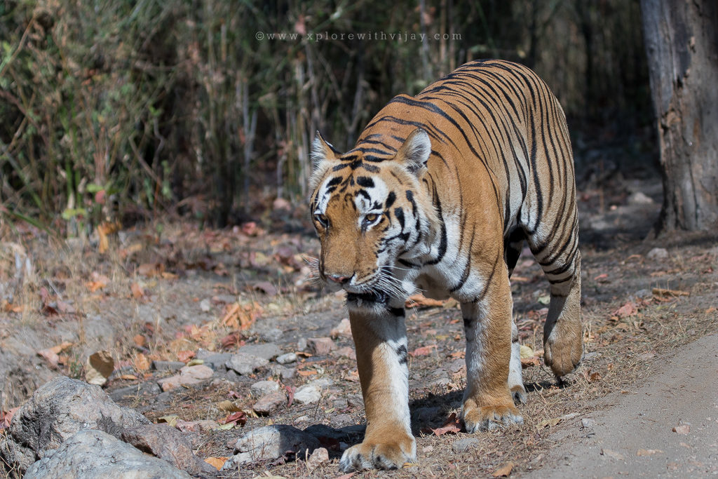 Walking_Across_Kanha