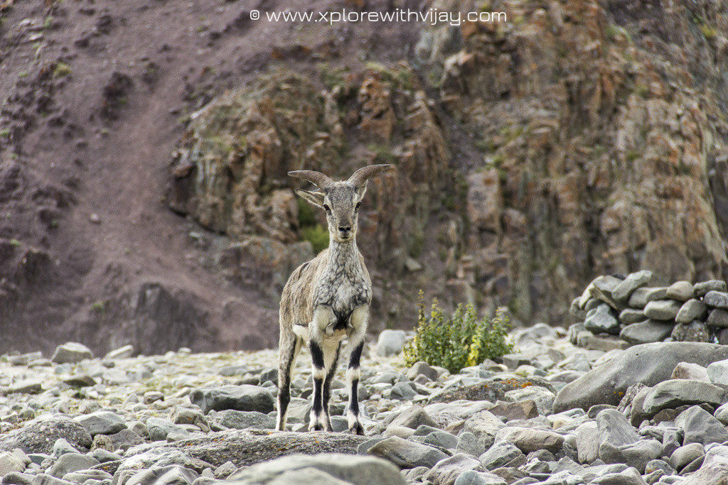 Enroute_Stok_Kangri