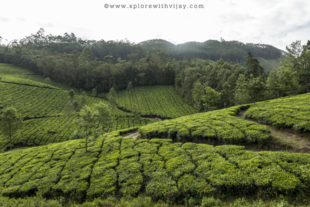 tea_estate_munnar