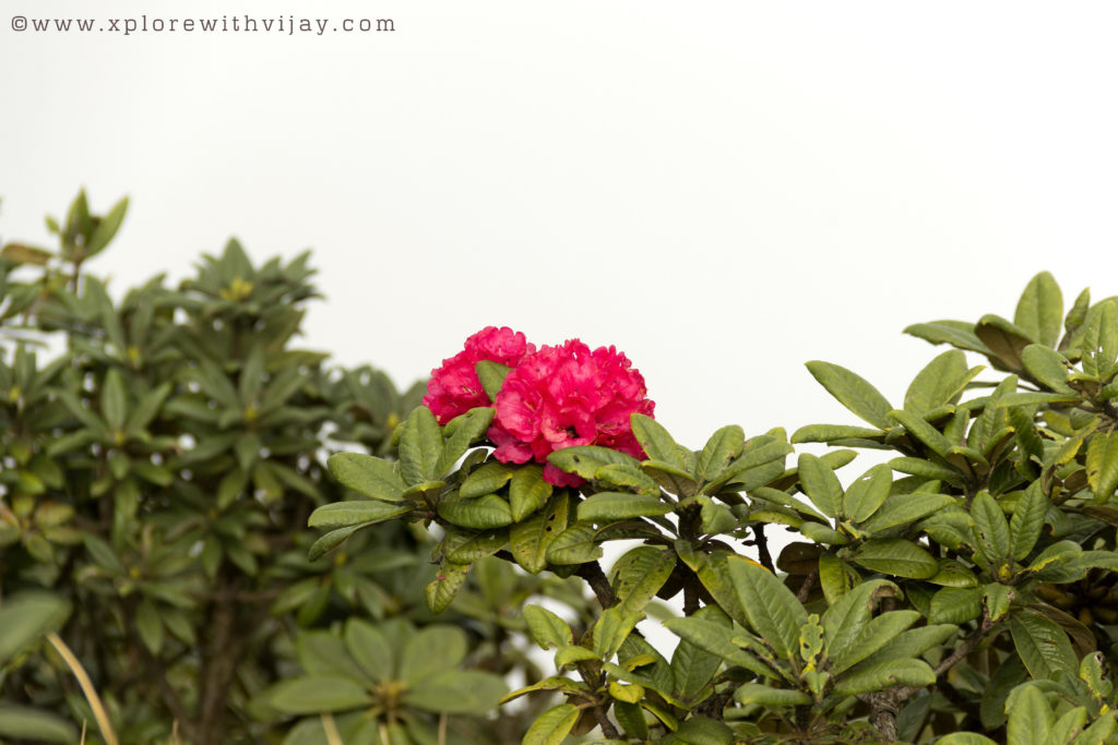 Rhododendrons