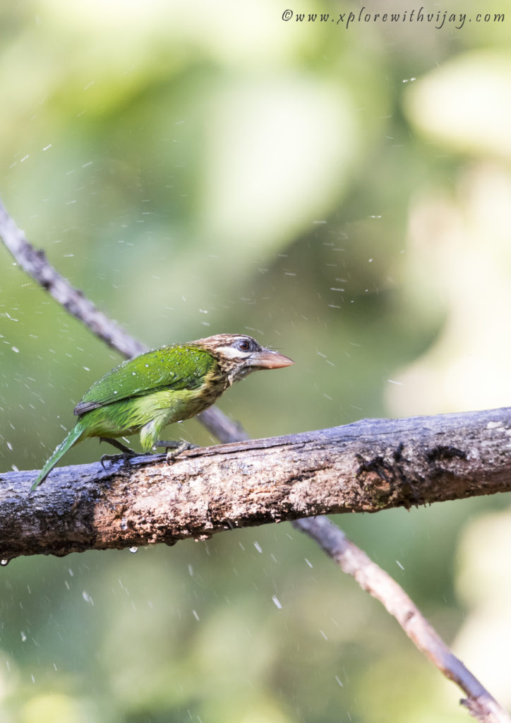 Brown-headed barbet