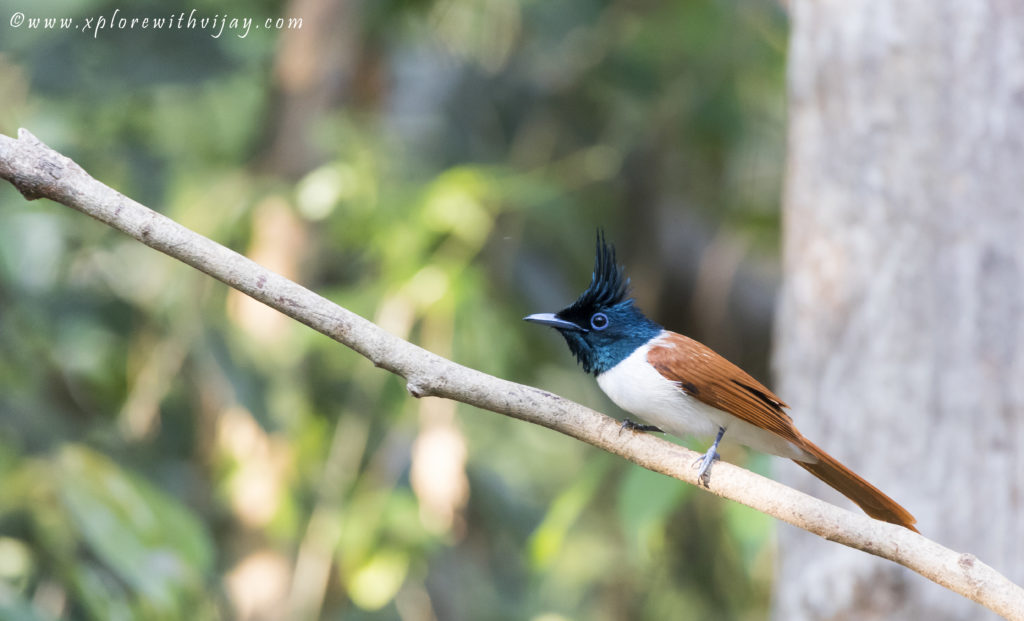 Indian paradise flycatcher female