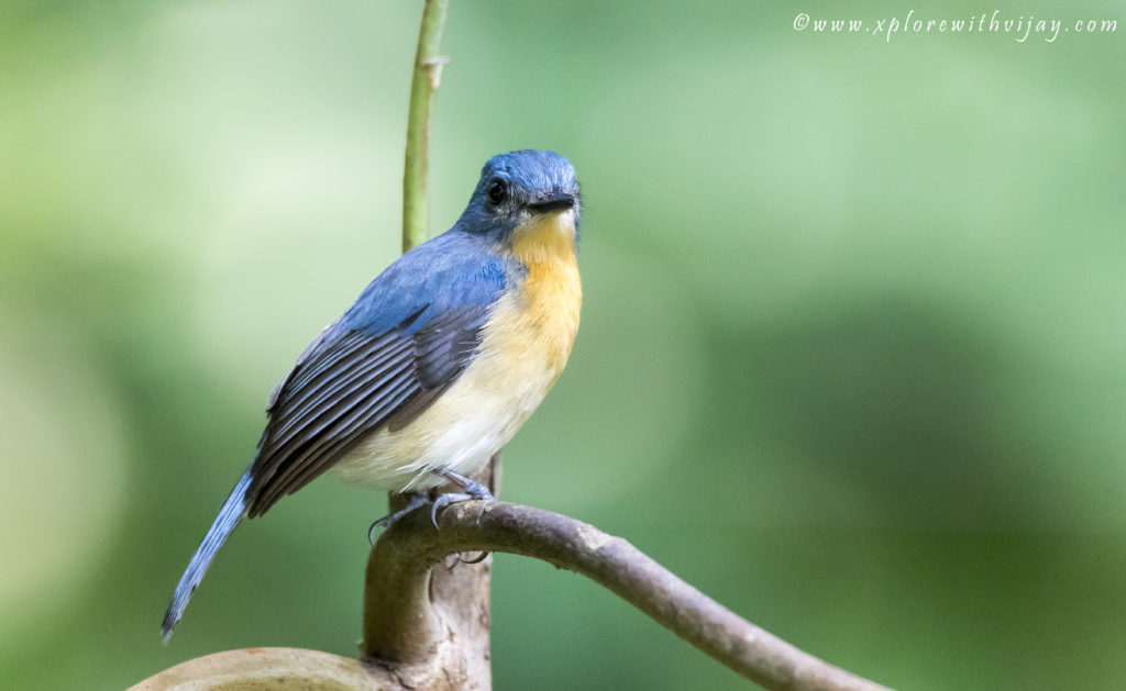 Tickell's Blue Flycatcher Male