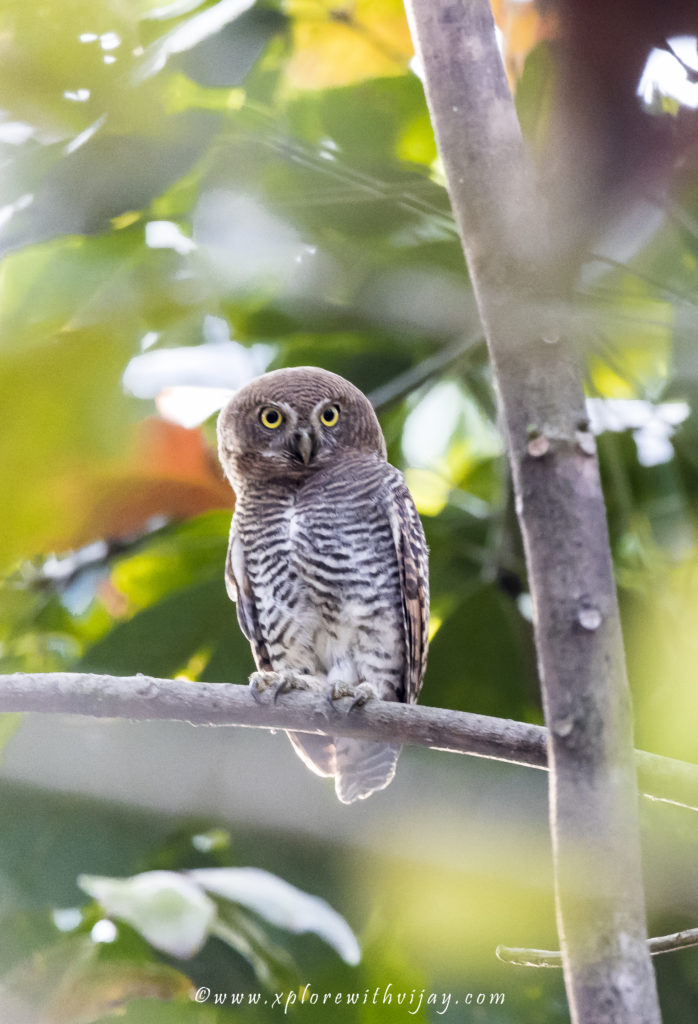 Jungle Owlet