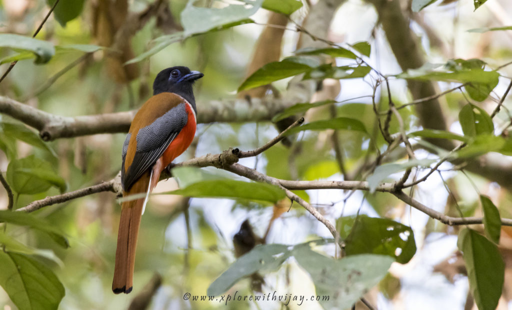 Malabar Trogon Male