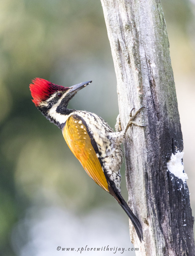 Lesser golden backed woodpecker