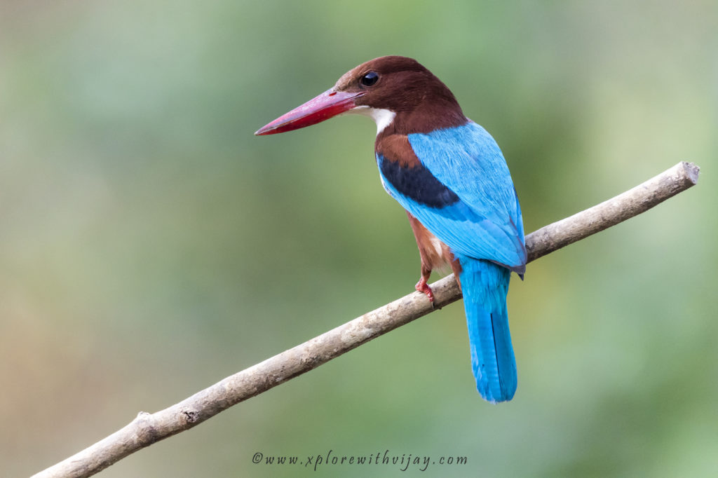 White-throated Kingfisher