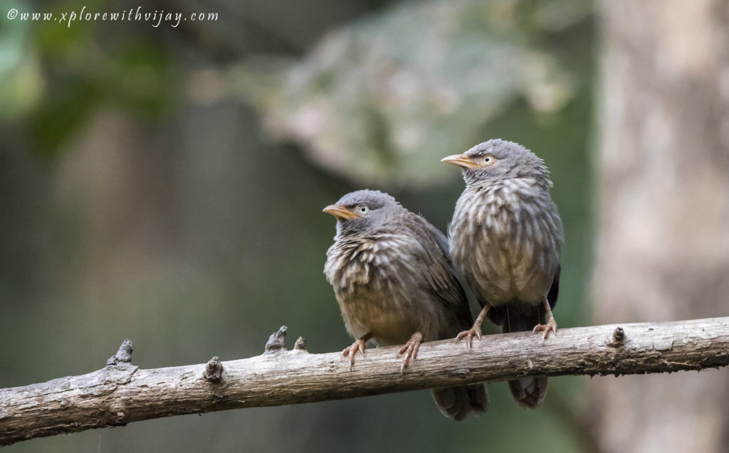 Jungle Babblers