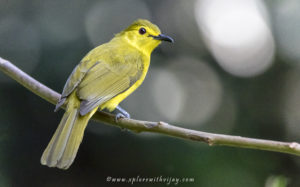 Yellow Browed Bulbul