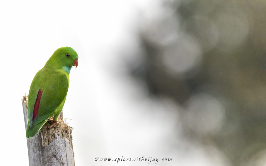 Vernal hanging parrot