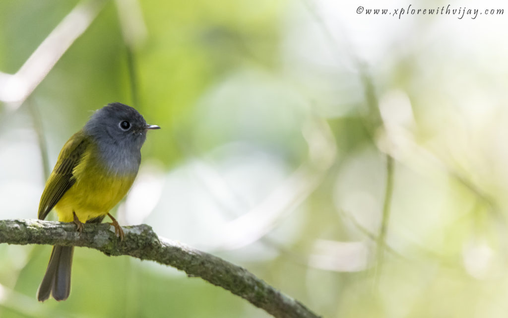 Grey-headed Canary-flycatcher