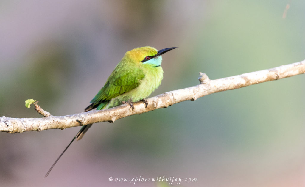 Green Bee-eater