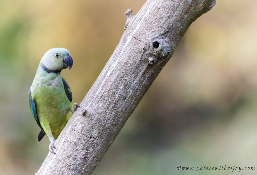 Blue-winged parakeet (or) Malabar parakeet