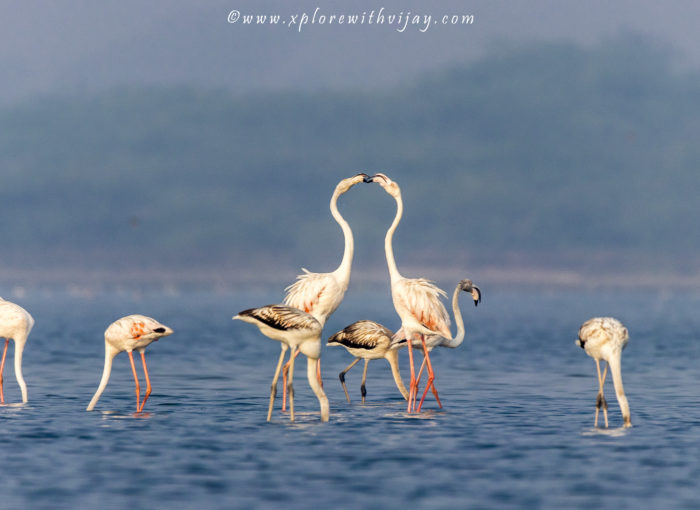 Greater Flamingos