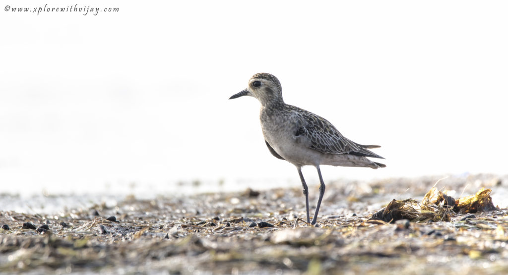 Grey Plover