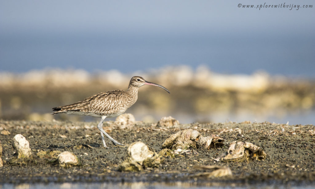 Eurasian Curlew