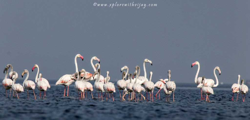 Greater Flamingos