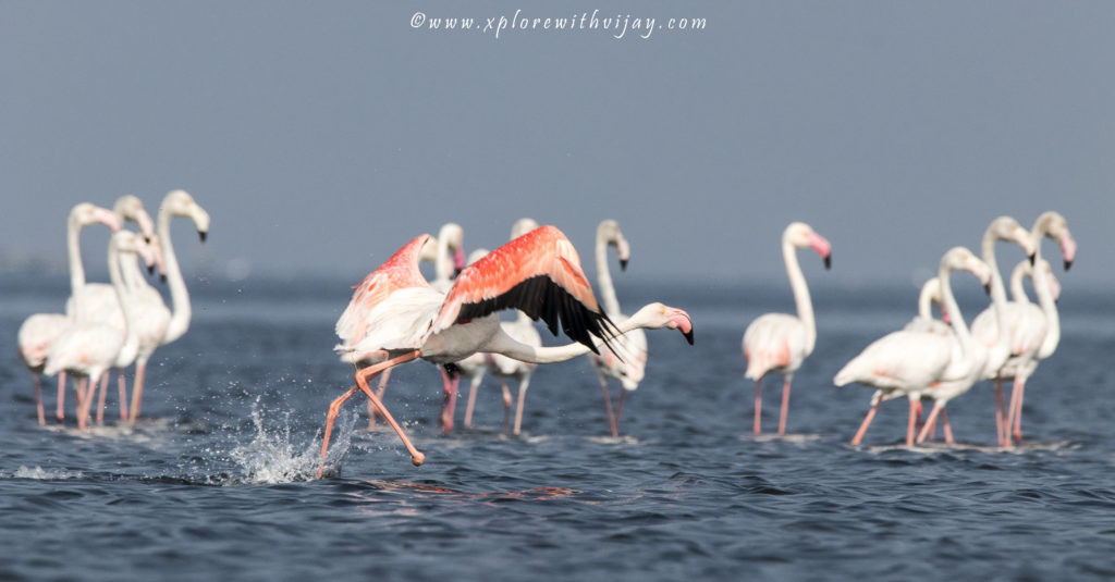 Greater Flamingos