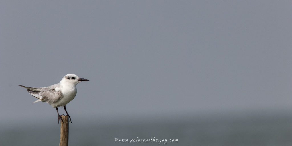 Lesser Crested Tern