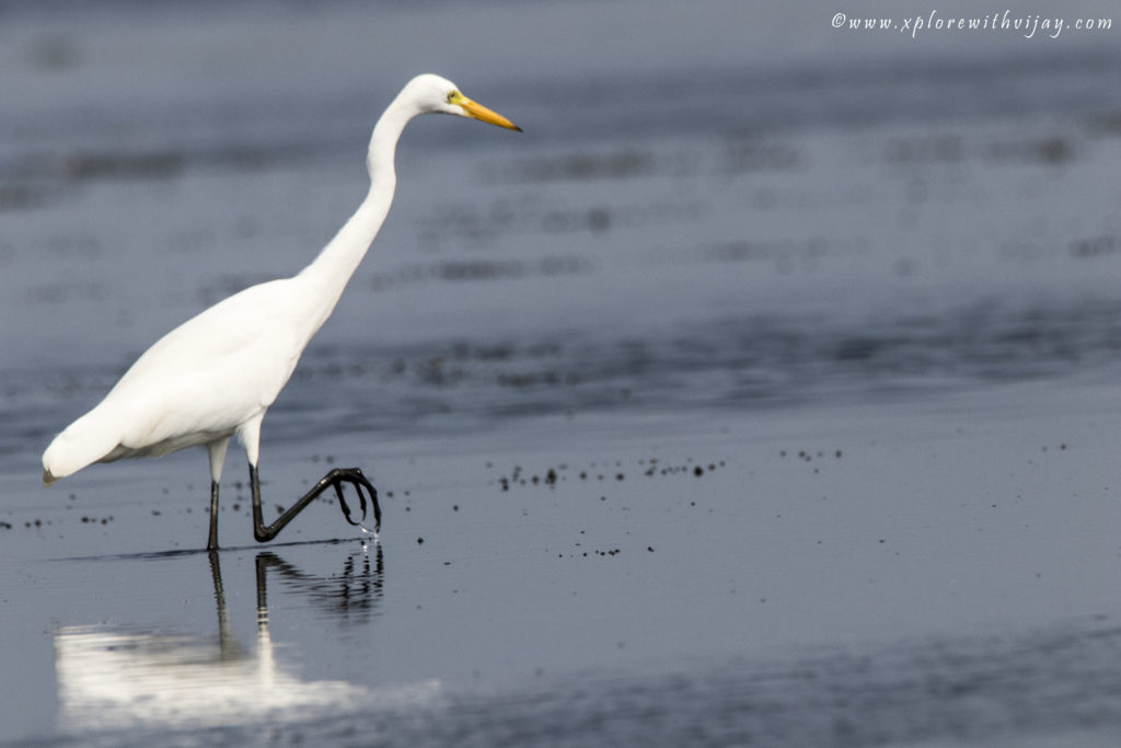 Egret