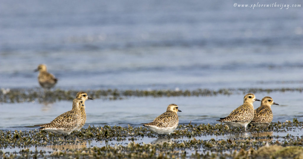 Pacific Golden Plovers