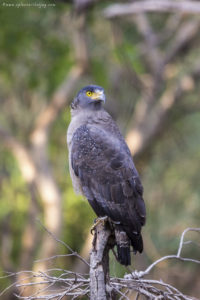 Crested Serpent Eagle