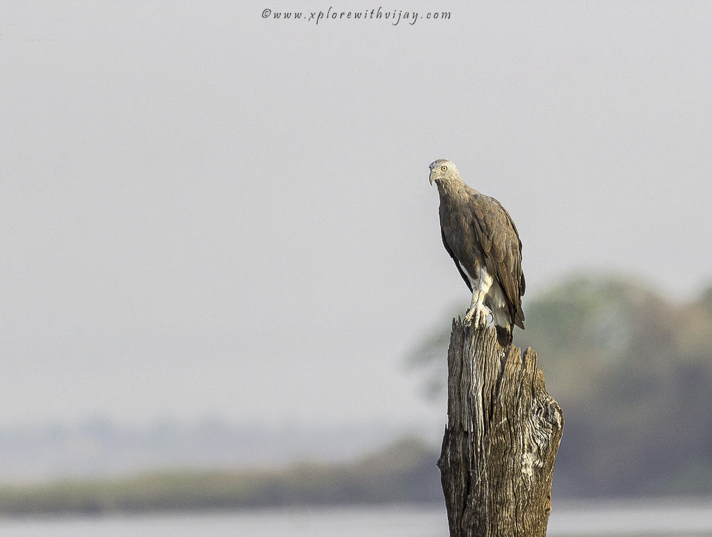 Grey-headed Fish Eagle