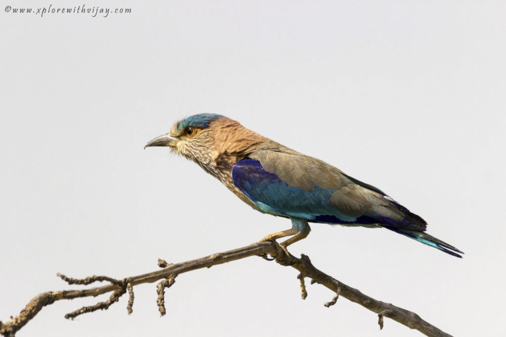 Indian_Roller