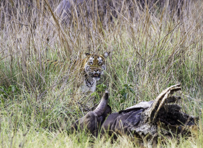 Tadoba_Featured_Photograph