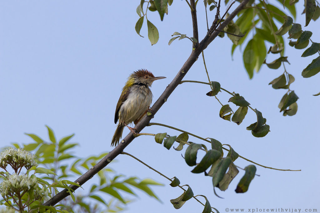 Plain_Prinia_Home