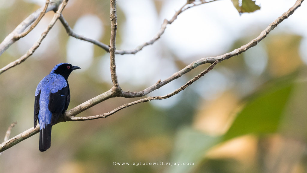 Asian Fairy Bluebird Male