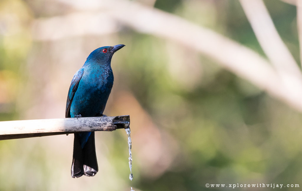 Asian Fairy Bluebird Female