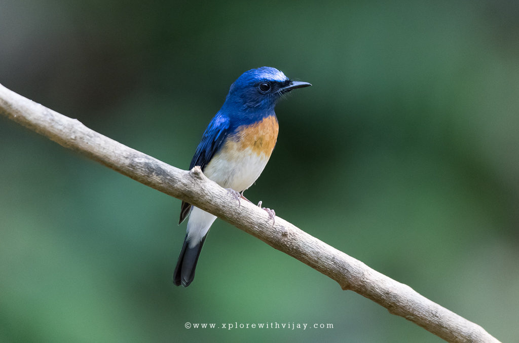 Blue-throated Blue Flycatcher