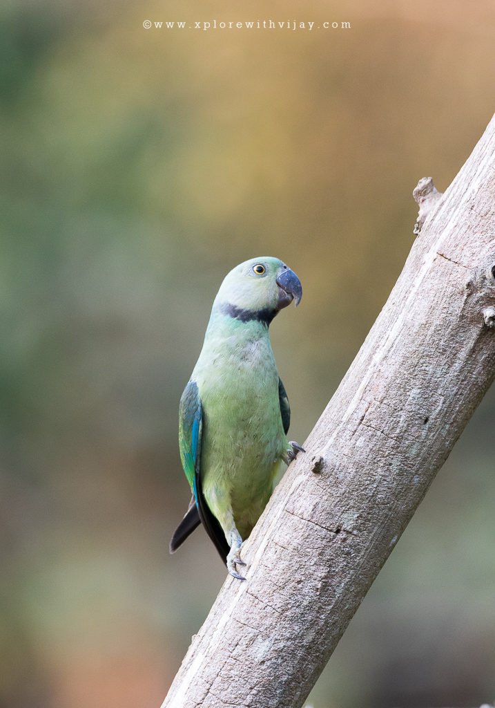 Blue-winged Parakeet/Malabar Parakeet