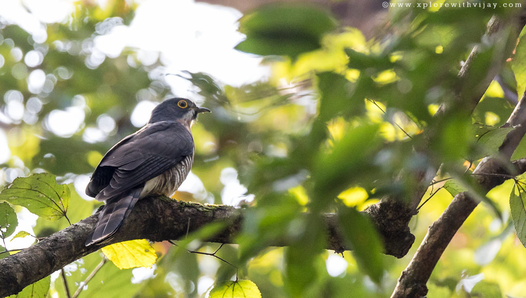 Common Hawk Cuckoo