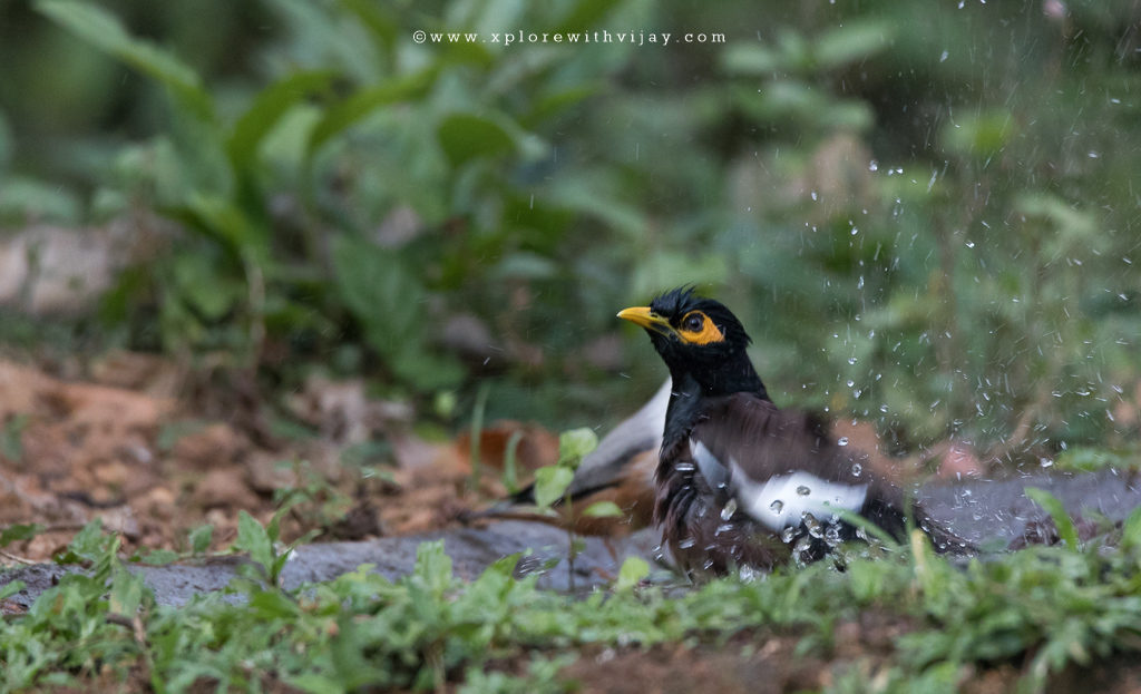 Common Myna