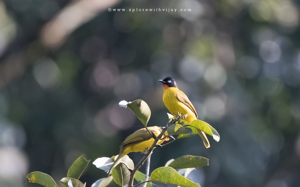 Flame-throated Bulbul