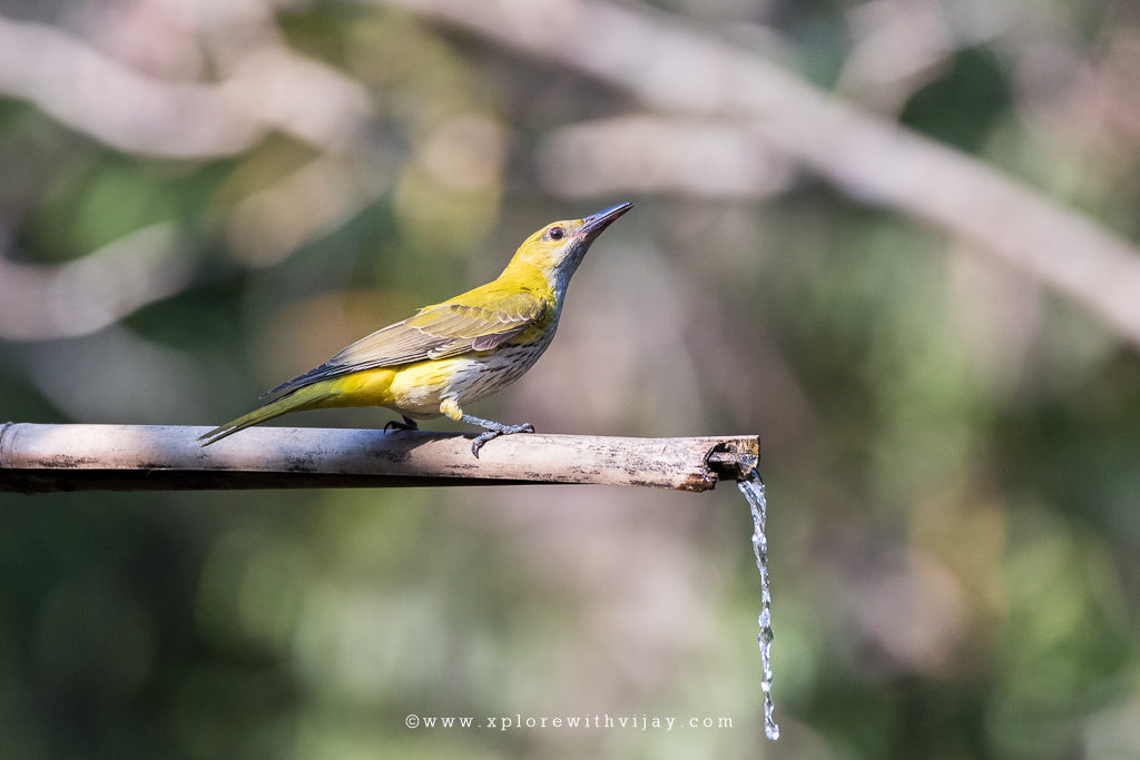 Golden Oriole Juvenile