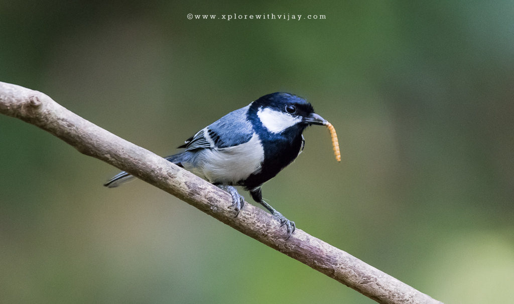 Great Tit