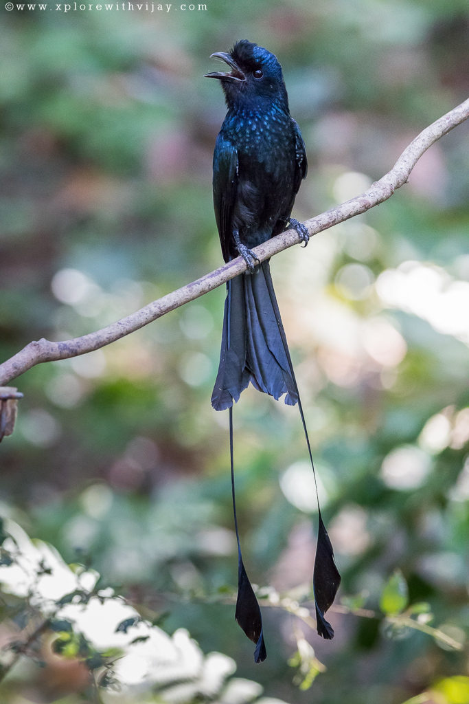 Greater Racket-tailed Drongo