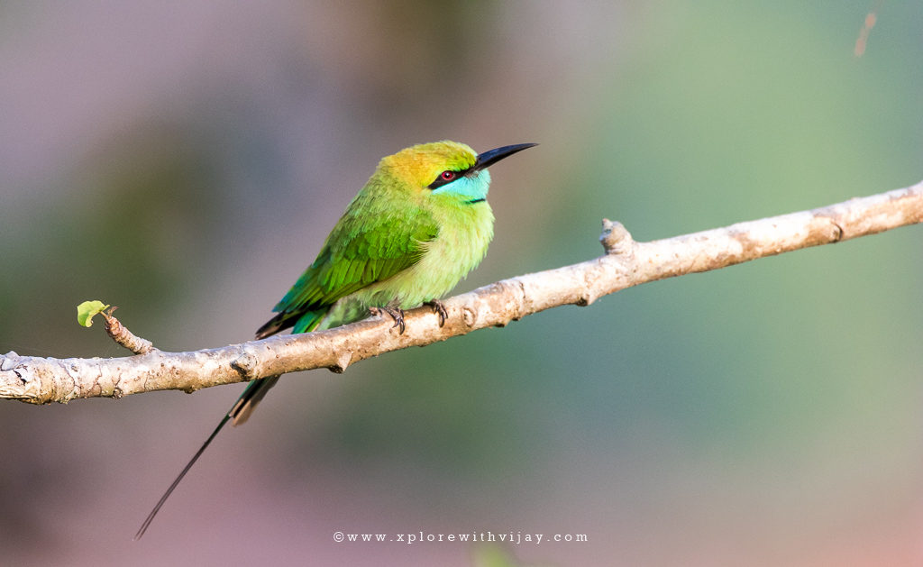 Green Bee-eater