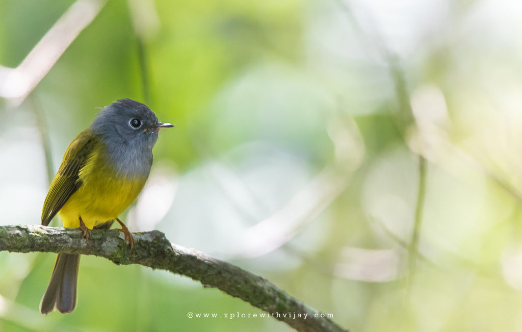 Grey-headed Canary-flycatcher